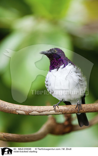 Amethystglanzstar / violet-backed starling / MAZ-05696