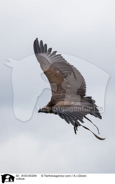 Geier / vulture / AVD-05294