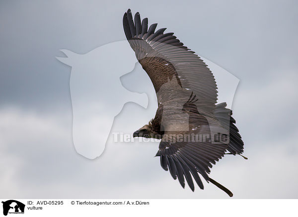 Geier / vulture / AVD-05295