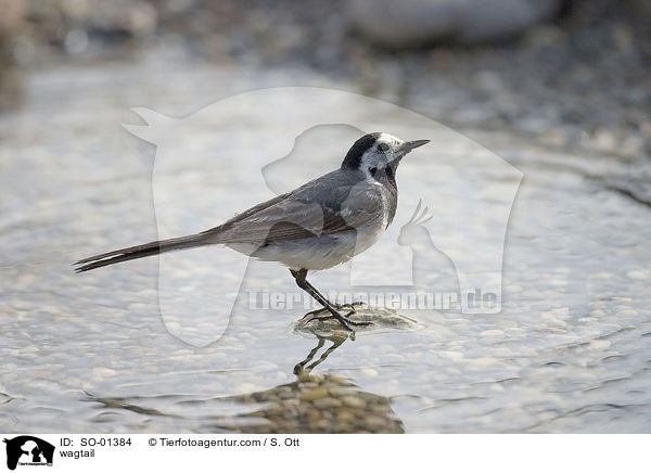 Bachstelze / wagtail / SO-01384