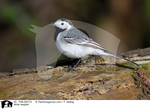 white wagtail / THA-09714