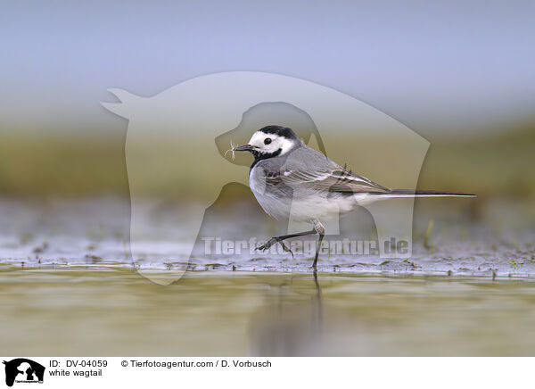 Bachstelze / white wagtail / DV-04059