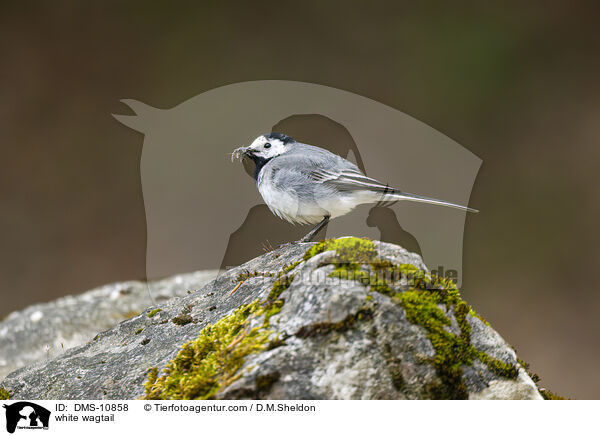 white wagtail / DMS-10858