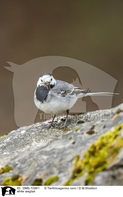 Bachstelze / white wagtail / DMS-10861