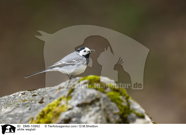 Bachstelze / white wagtail / DMS-10862