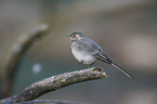 white wagtail