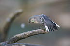 white wagtail