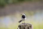 white wagtail