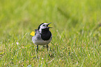 white wagtail