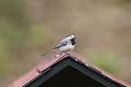 white wagtail