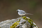 white wagtail