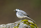 white wagtail