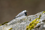 white wagtail