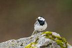 white wagtail