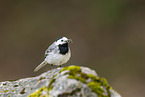 white wagtail