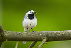 white wagtail