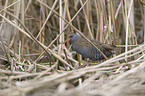 water rail