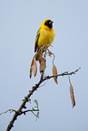 weaver bird