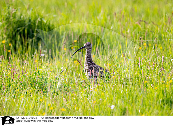 Groer Brachvogel auf der Wiese / Great curlew in the meadow / MBS-24028