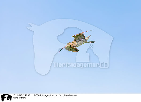 fliegender Groer Brachvogel / flying curlew / MBS-24038