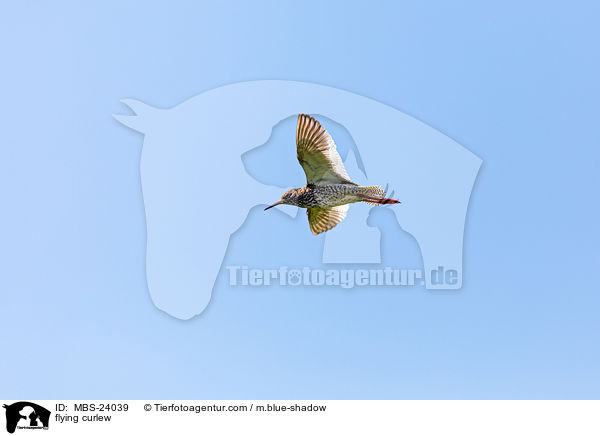 fliegender Groer Brachvogel / flying curlew / MBS-24039