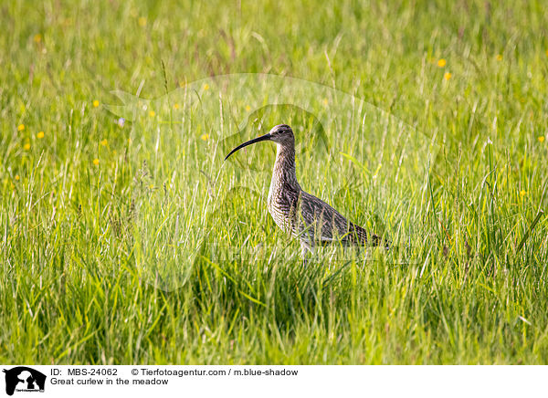 Groer Brachvogel auf der Wiese / Great curlew in the meadow / MBS-24062
