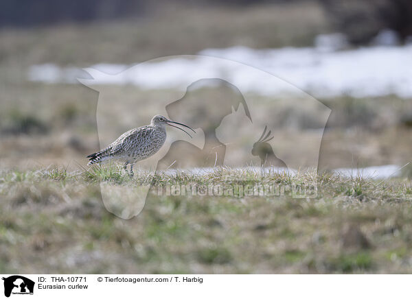 Groer Brachvogel / Eurasian curlew / THA-10771