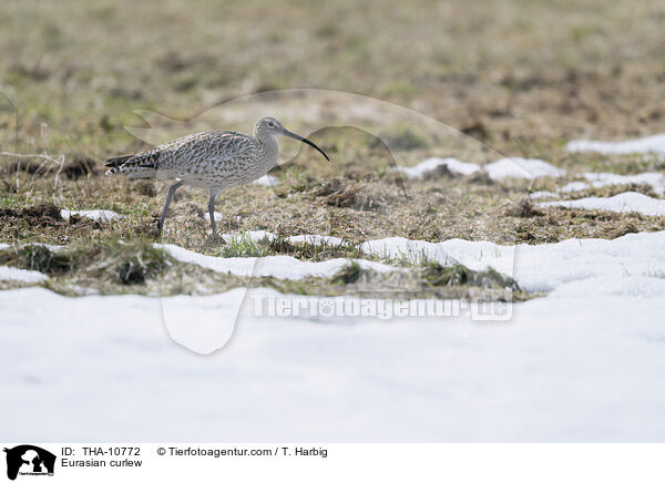 Groer Brachvogel / Eurasian curlew / THA-10772