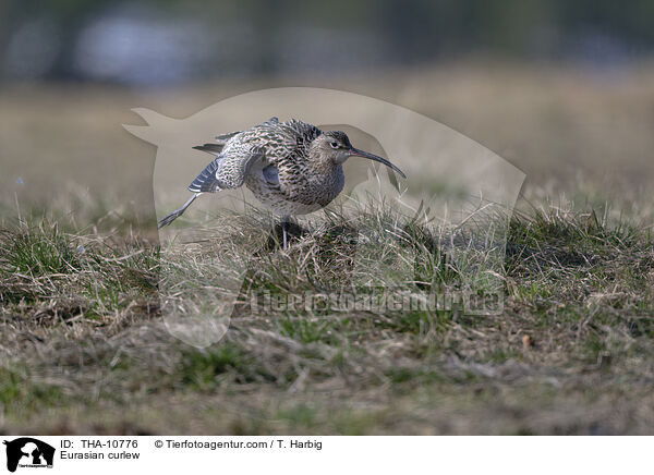 Groer Brachvogel / Eurasian curlew / THA-10776