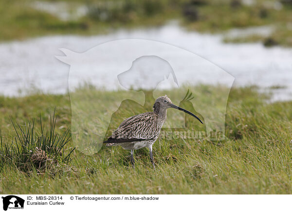 Groer Brachvogel / Euraisian Curlew / MBS-28314