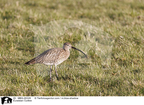 Groer Brachvogel / Euraisian Curlew / MBS-28326