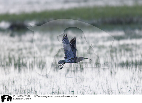 Groer Brachvogel / Euraisian Curlew / MBS-28328