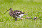 Eurasian curlew