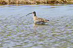 Eurasian curlew