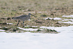 Eurasian curlew