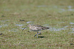 Euraisian Curlew