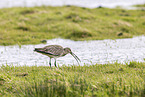 Euraisian Curlew