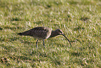 Euraisian Curlew