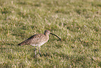 Euraisian Curlew