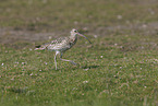 Euraisian Curlew