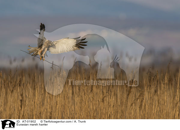 Rohrweihe / Eurasian marsh harrier / AT-01902