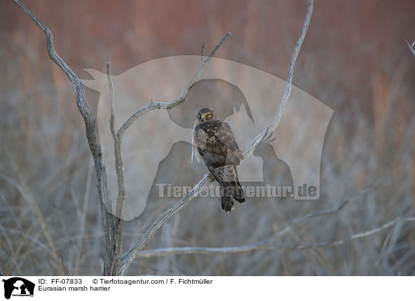 Rohrweihe / Eurasian marsh harrier / FF-07833