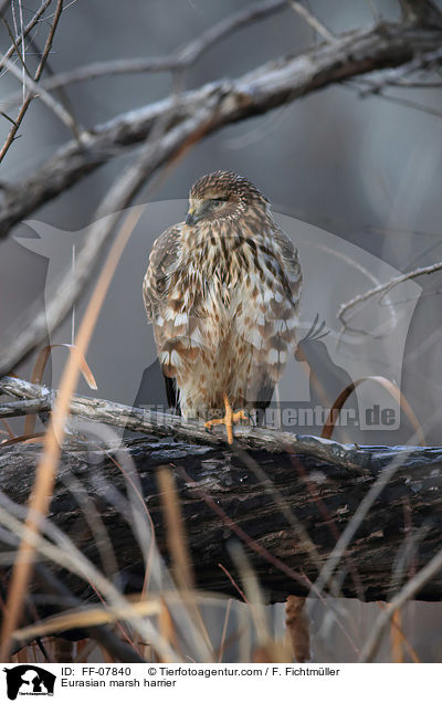 Rohrweihe / Eurasian marsh harrier / FF-07840