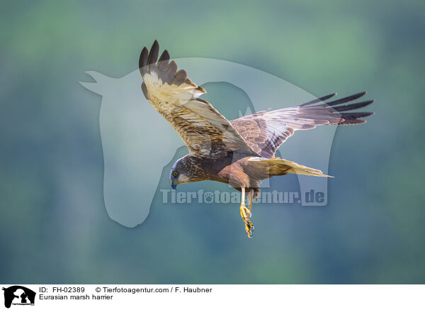 Eurasian marsh harrier / FH-02389