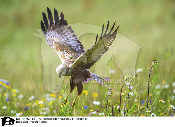 Rohrweihe / Eurasian  marsh harrier / FH-02443