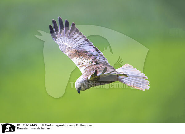 Rohrweihe / Eurasian  marsh harrier / FH-02445