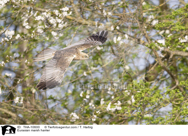 Eurasian marsh harrier / THA-10600