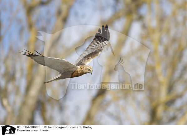 Eurasian marsh harrier / THA-10603