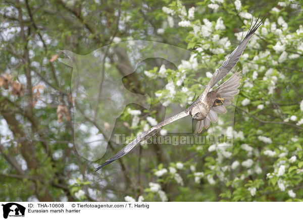 Eurasian marsh harrier / THA-10608