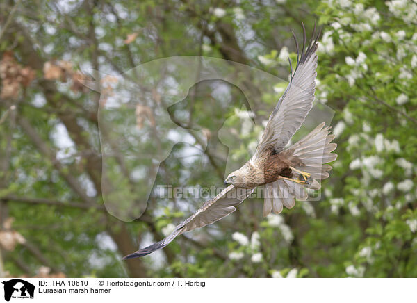 Eurasian marsh harrier / THA-10610